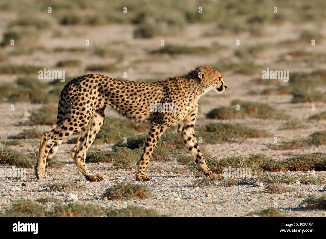 Un avviso ghepardo (Acinonyx jubatus) sulla caccia, il Parco Nazionale di Etosha, Namibia Foto Stock