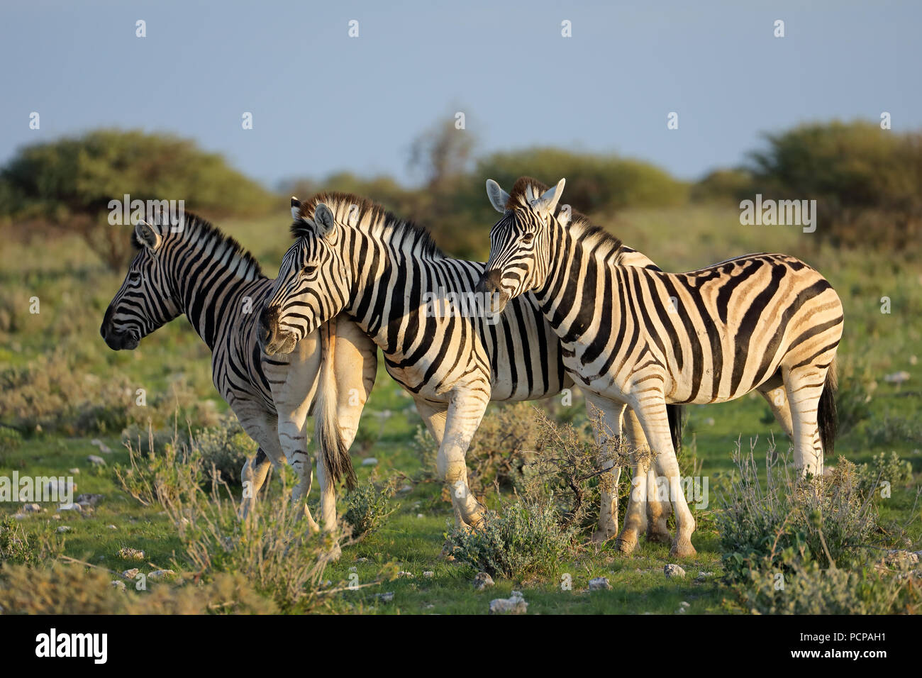 Le pianure zebre (Equus burchelli) in habitat naturale, il Parco Nazionale di Etosha, Namibia Foto Stock