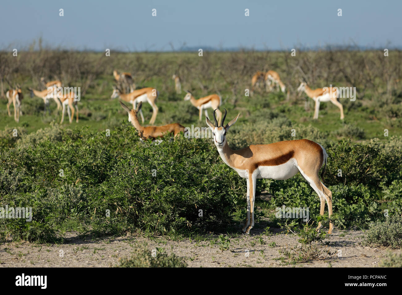Allevamento di springbok antilopi (Antidorcas marsupialis), il Parco Nazionale di Etosha, Namibia Foto Stock