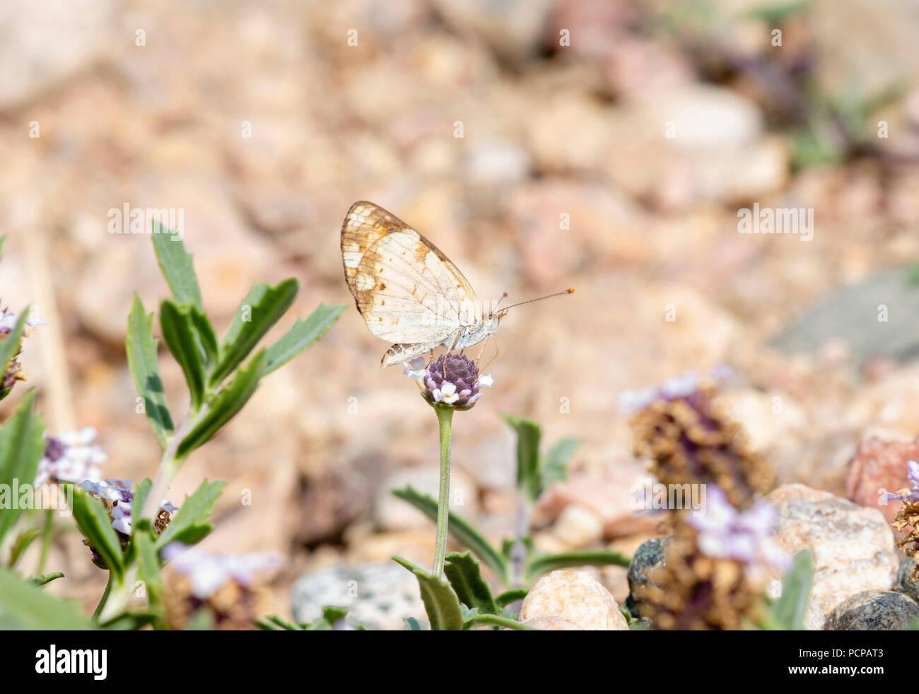 Macro di Pearl Crescent Butterfly (Phyciodes tharos) appollaiato sulla vegetazione naturale sul Pawnee praterie nazionale in Colorado Foto Stock
