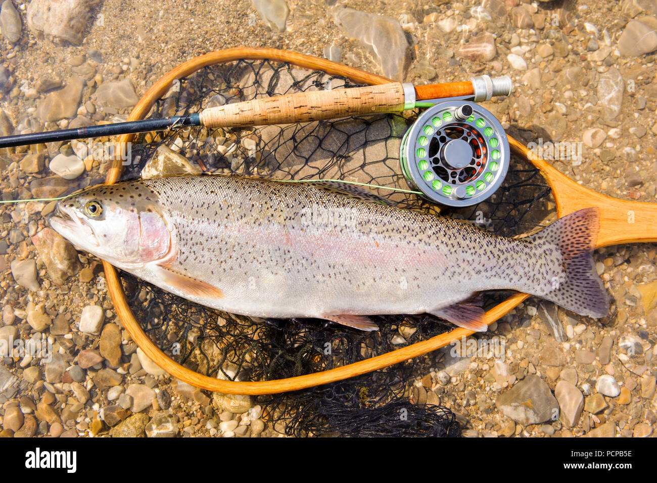 La trota arcobaleno catturato da pesca a mosca Foto Stock