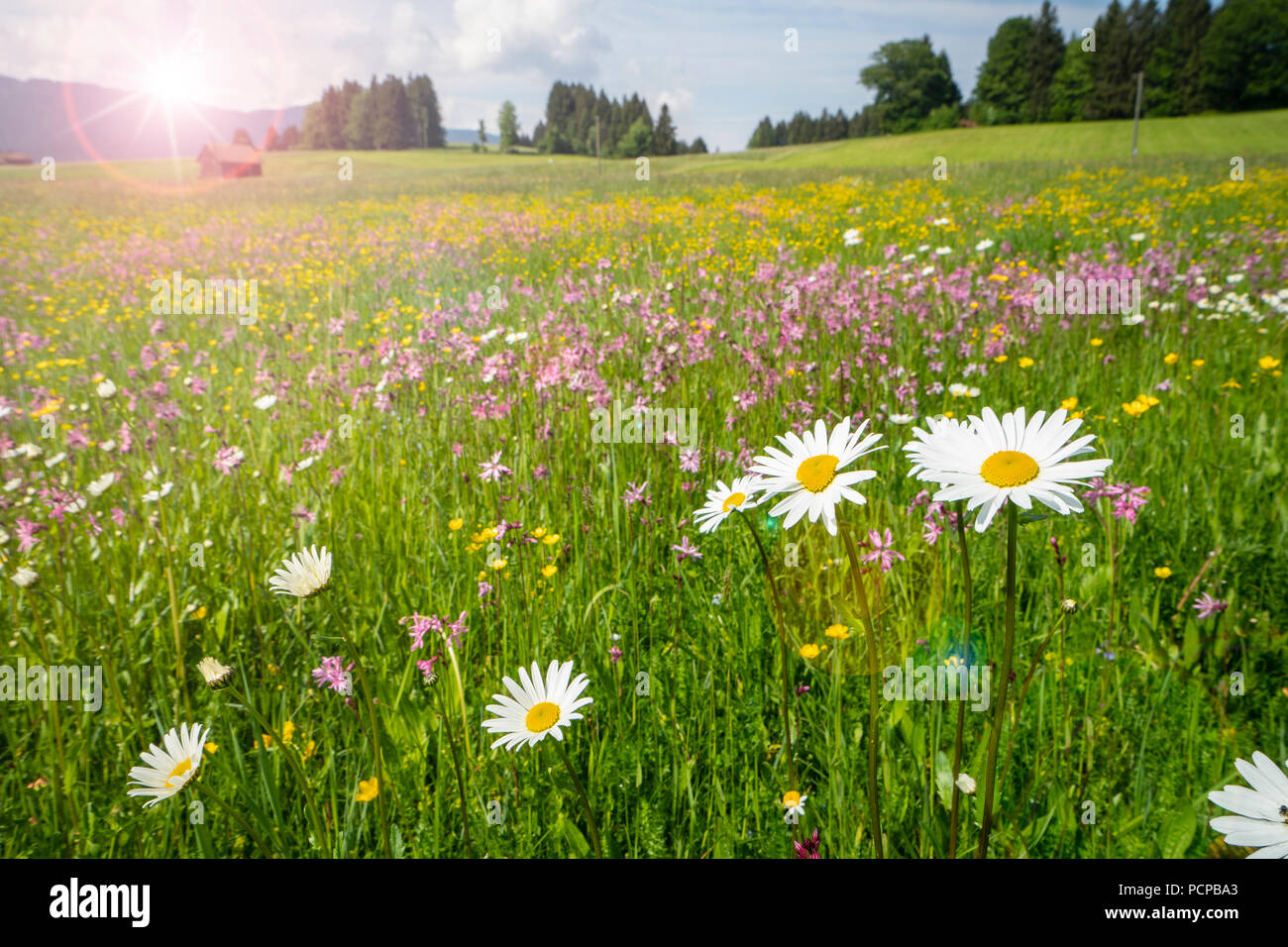 Prato con fiori di primavera e raggi solari Foto Stock
