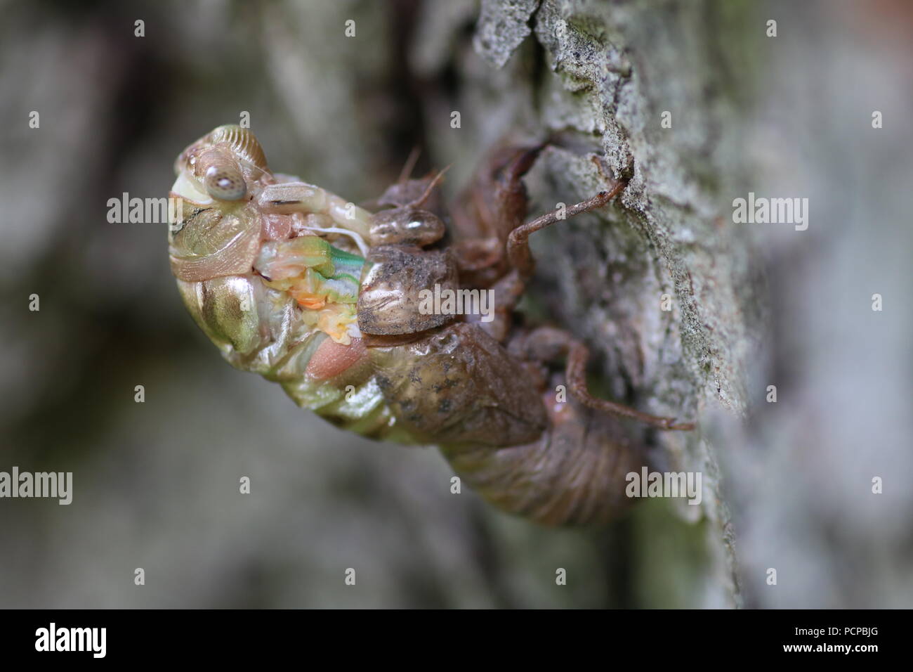 Ripresa macro di una muta cicala su un vecchio albero di noci pecan Foto Stock