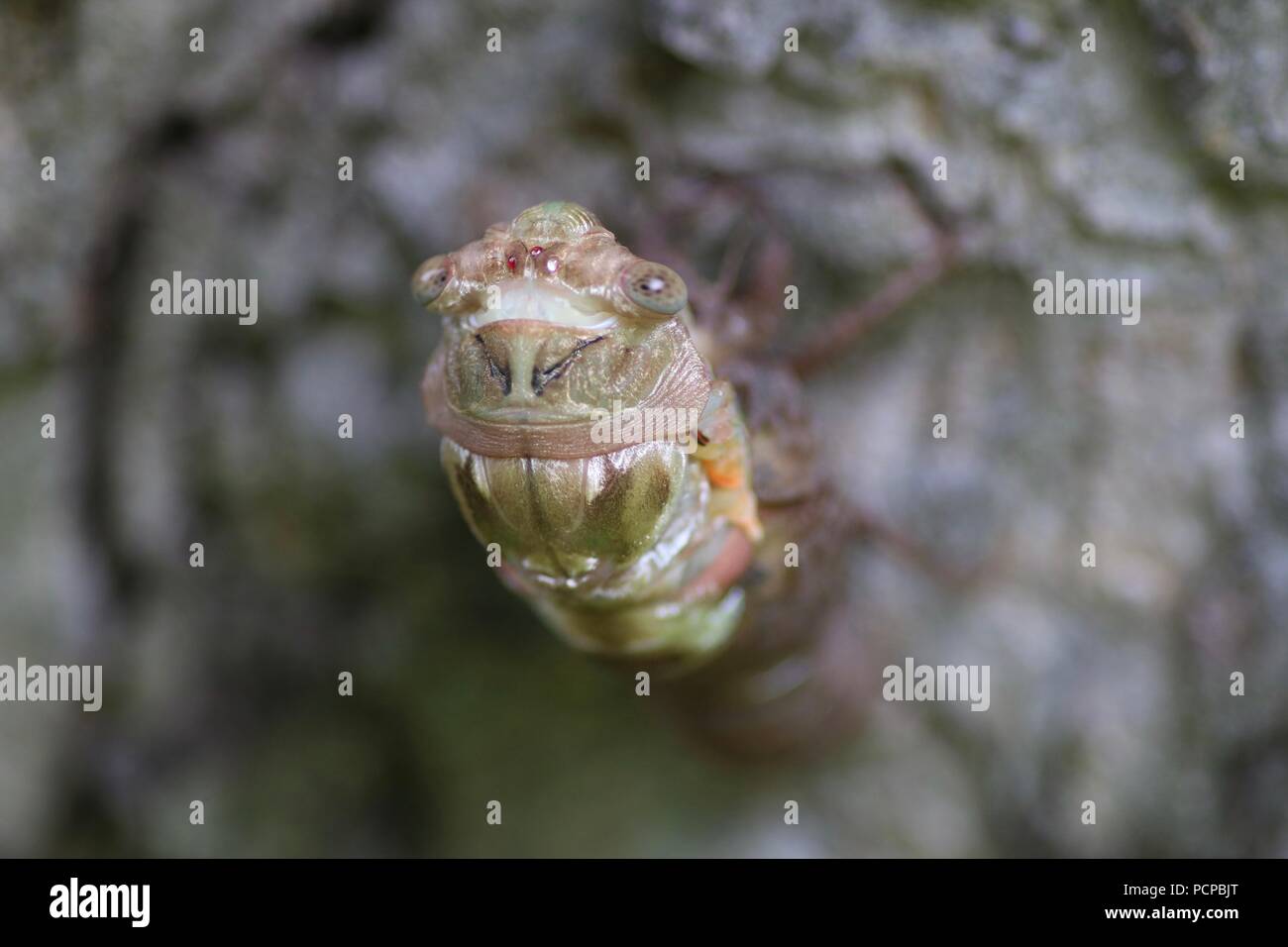 Muta cicala su albero di noci pecan Foto Stock