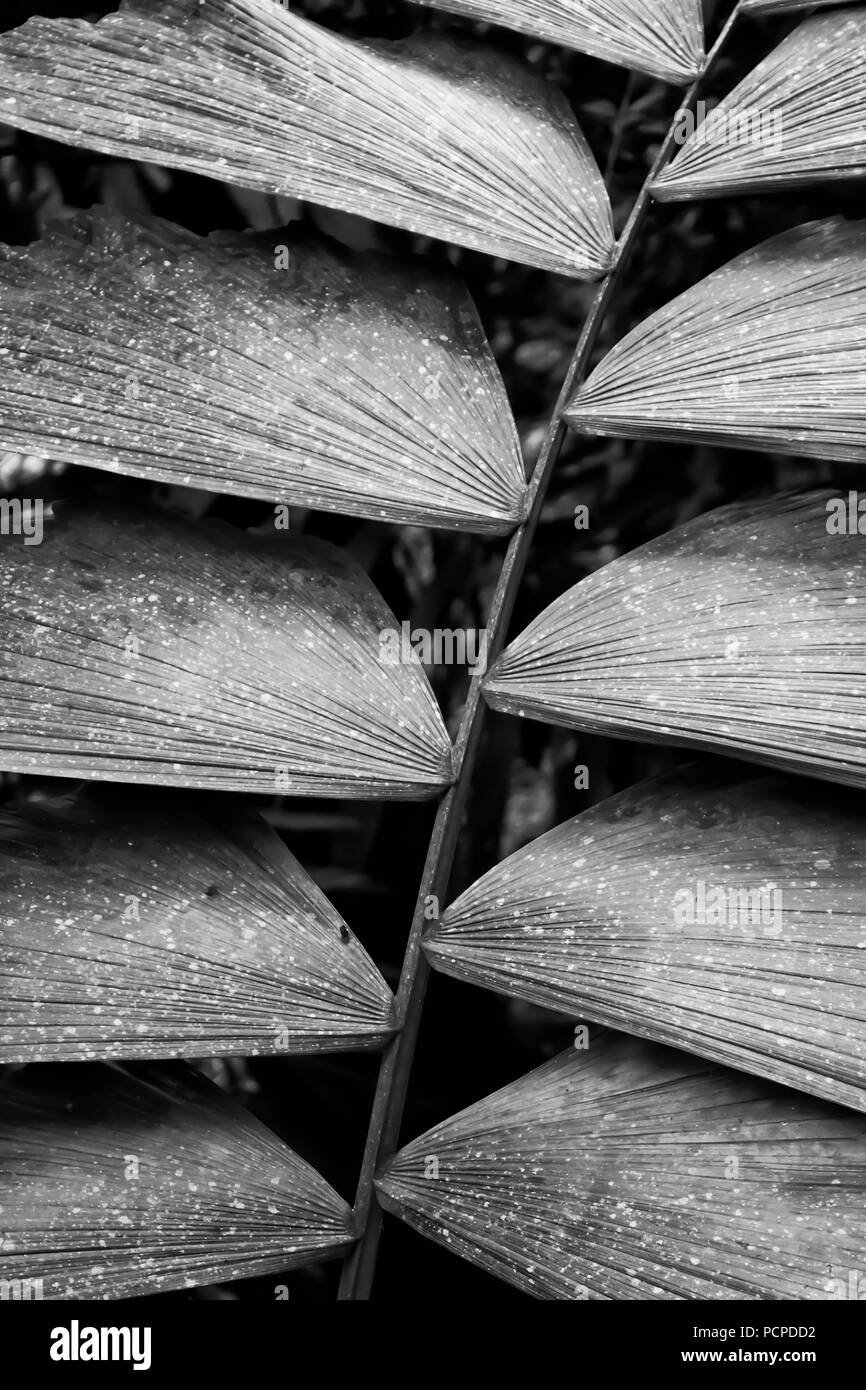 Close up abstract in bianco e nero di forma e texture in palm frond Foto Stock