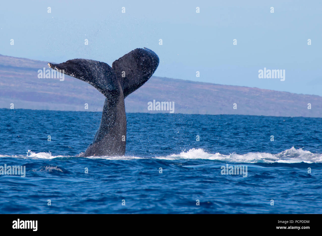 Close-up di coda di balena sorge dal mare a schiaffo acqua Foto Stock