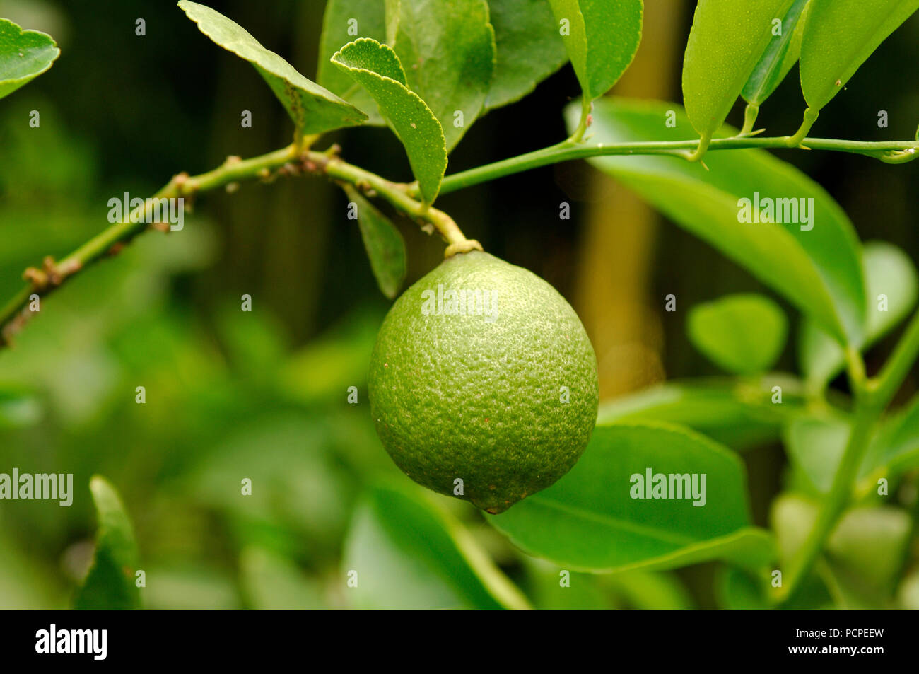 Key Lime - Citrus aurantiifolia Limettier - Lime Foto Stock