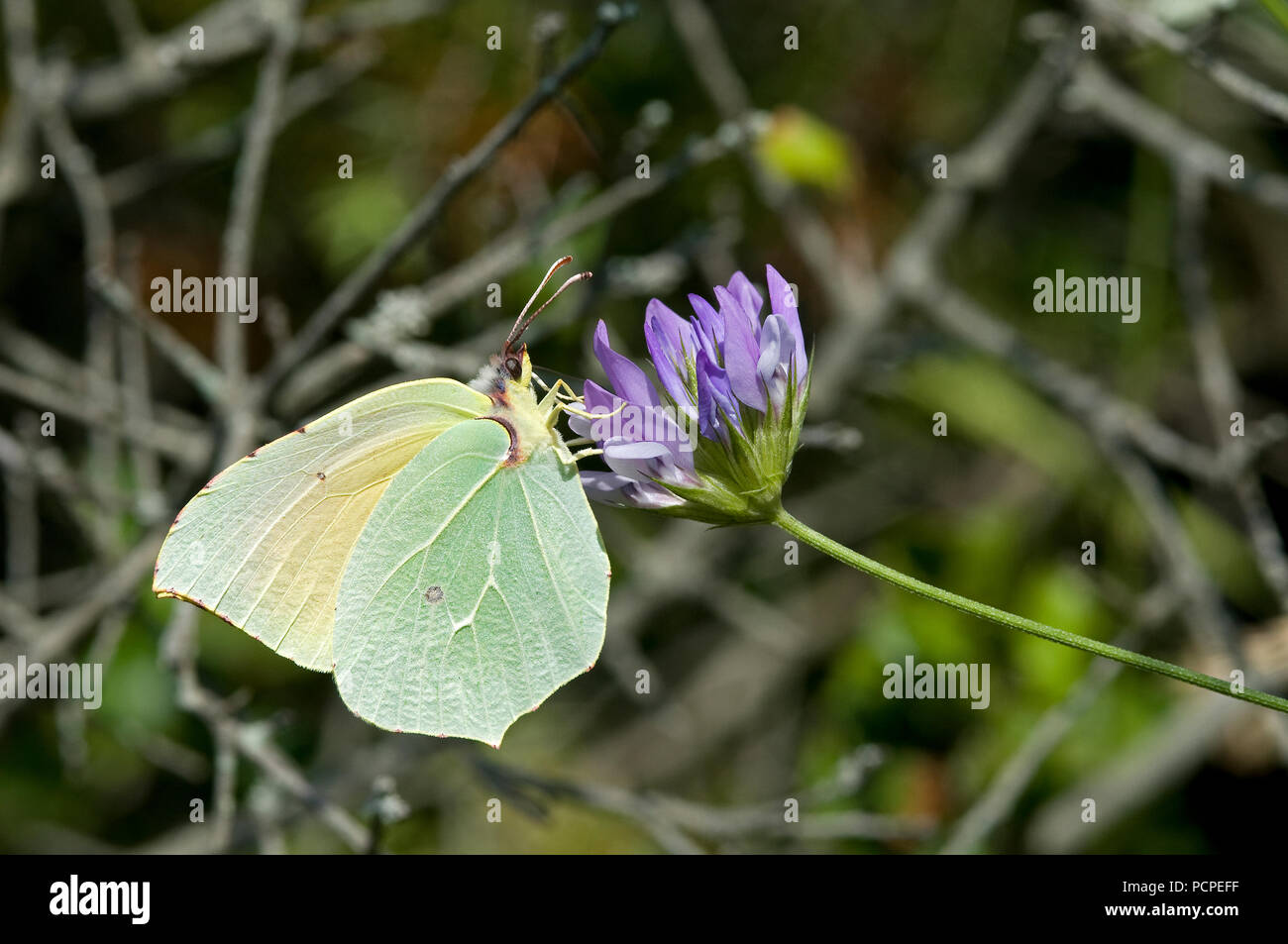 Cleopatra Butterfly (Gonepteryx cleopatra) - Francia meridionale Cléopâtre ou Citron de Provence Foto Stock