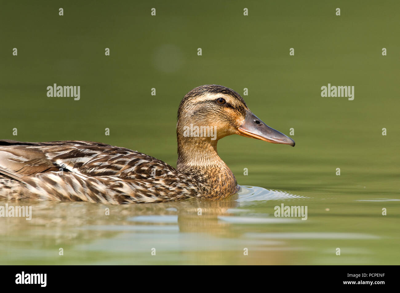 Mallard - femmina - Anas platyrhynchos Colvert - femelle Foto Stock