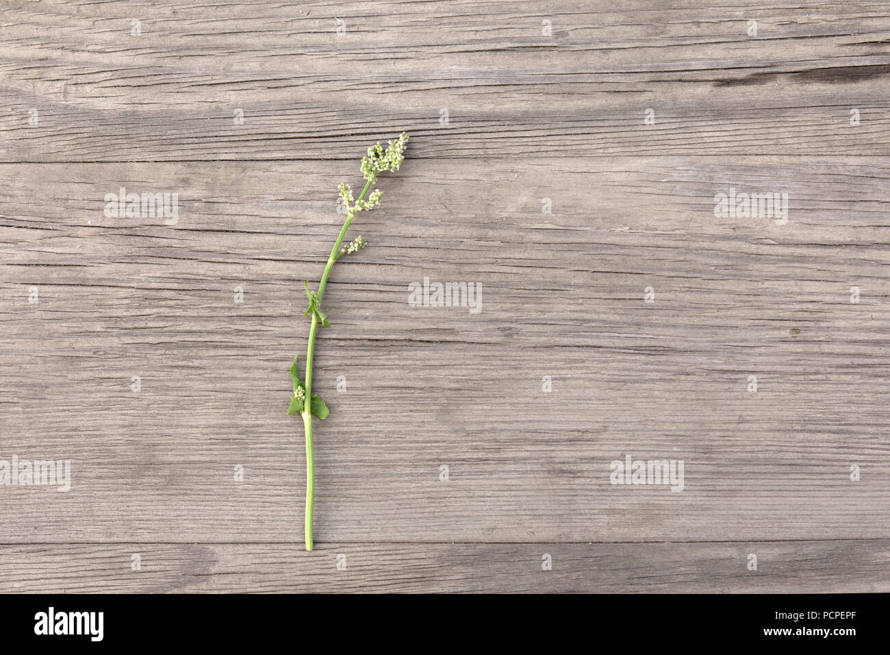 Il Sorrel con foglie e fiori sul vecchio grunge sfondo di legno. Vista dall'alto. In stile minimalista mockup. Foto Stock
