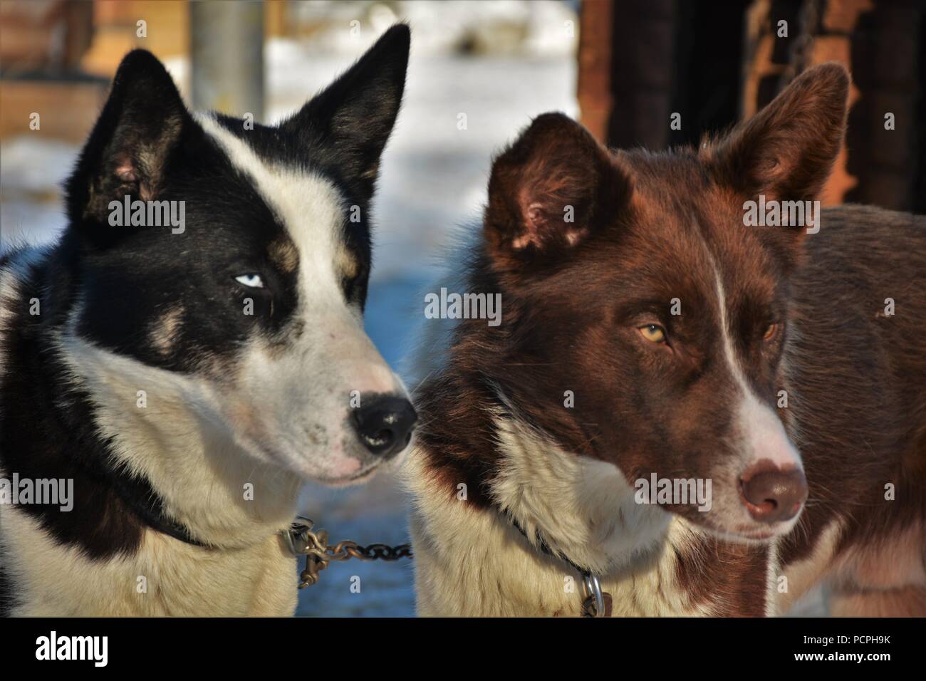 Slitte trainate da cani in appoggio nelle loro kennel dopo un giro in slittino Foto Stock