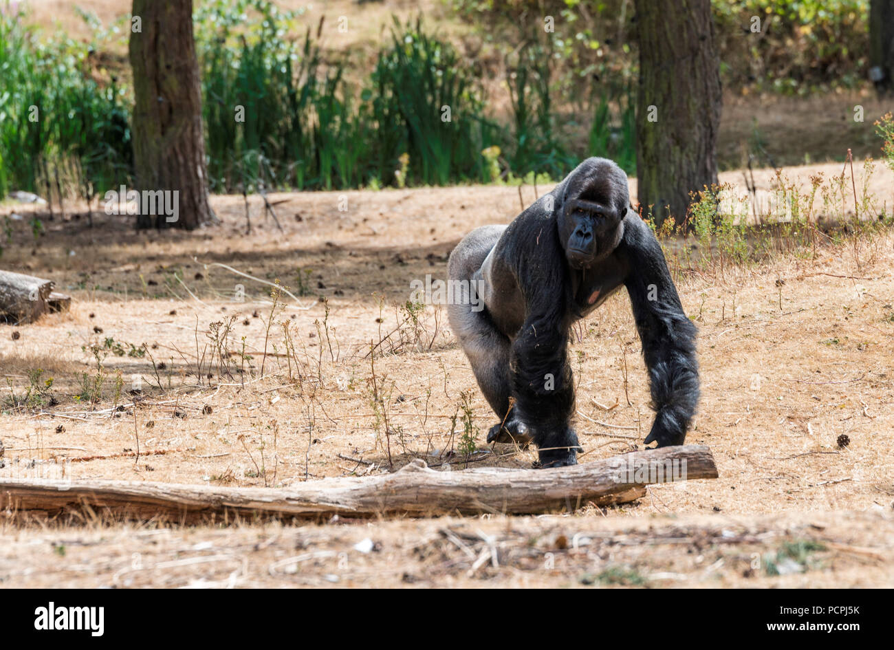 Grande gorilla ape che mostra il suo potere al di fuori in estate calda secca Foto Stock