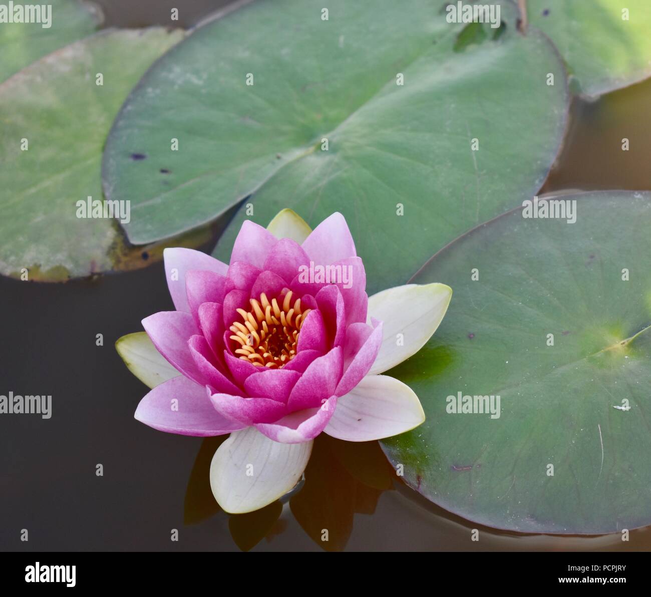 Acqua Lilly Foto Stock