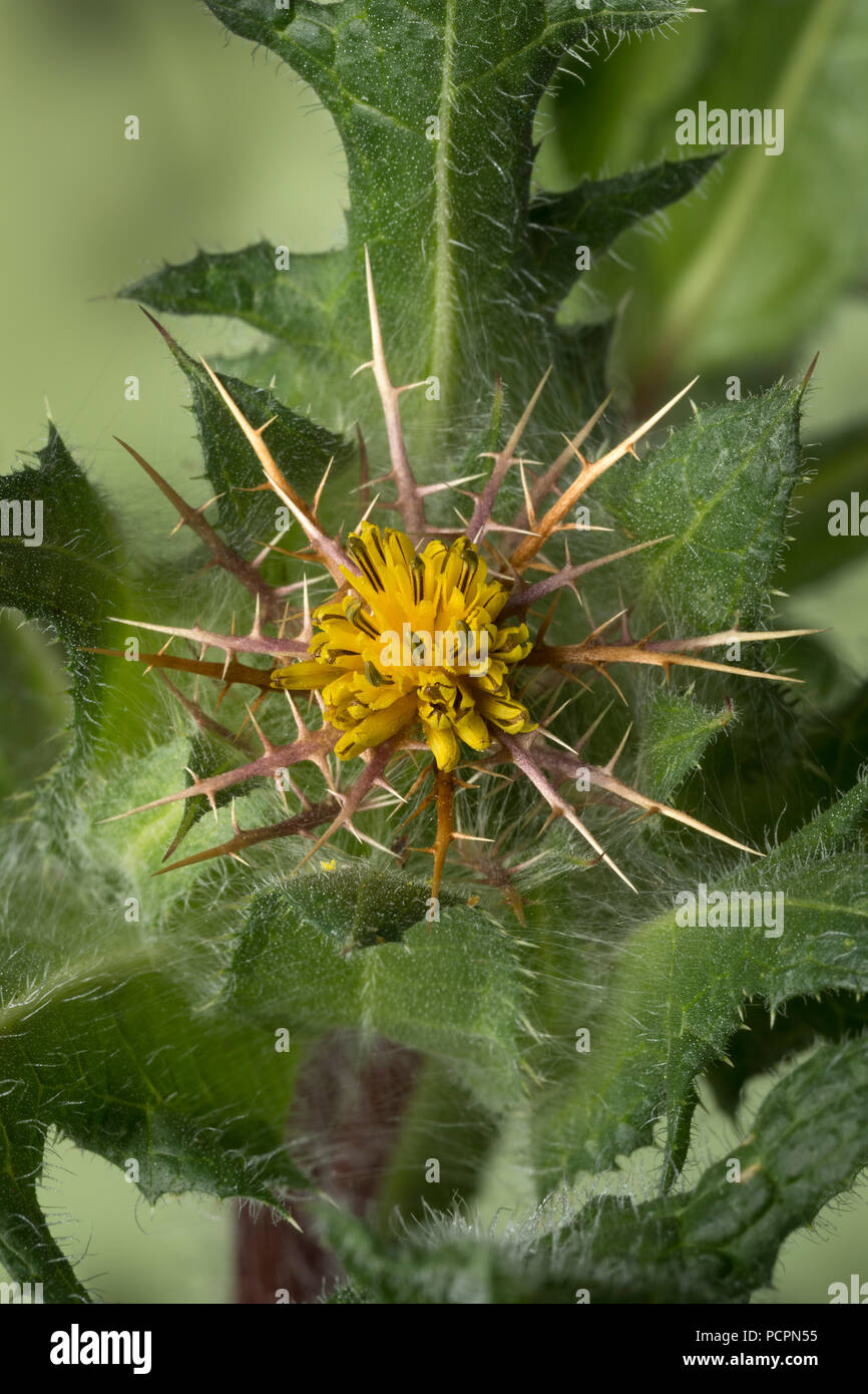 Carni San Benedetto thistle impianto close up Foto Stock