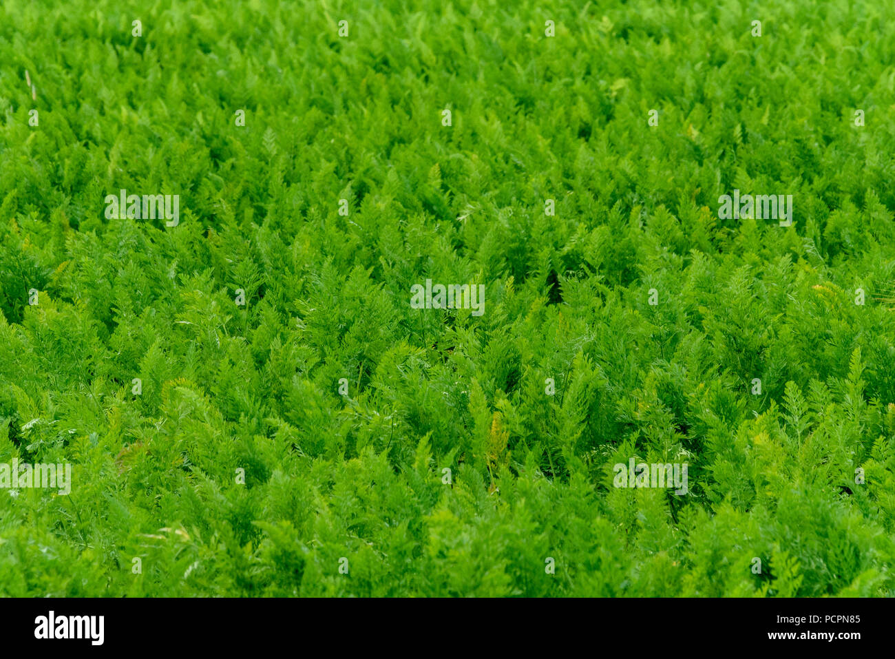 10-07-18 Norfolk, Regno Unito. Campo di carote. Foto: © Simon Grosset Foto Stock