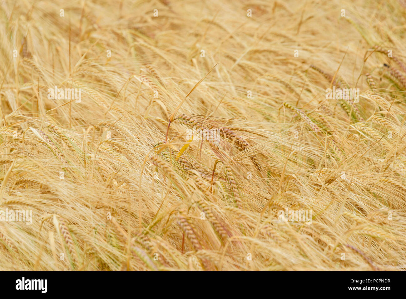 10-07-18 Norfolk, Regno Unito. Campo di orzo. Foto: © Simon Grosset Foto Stock