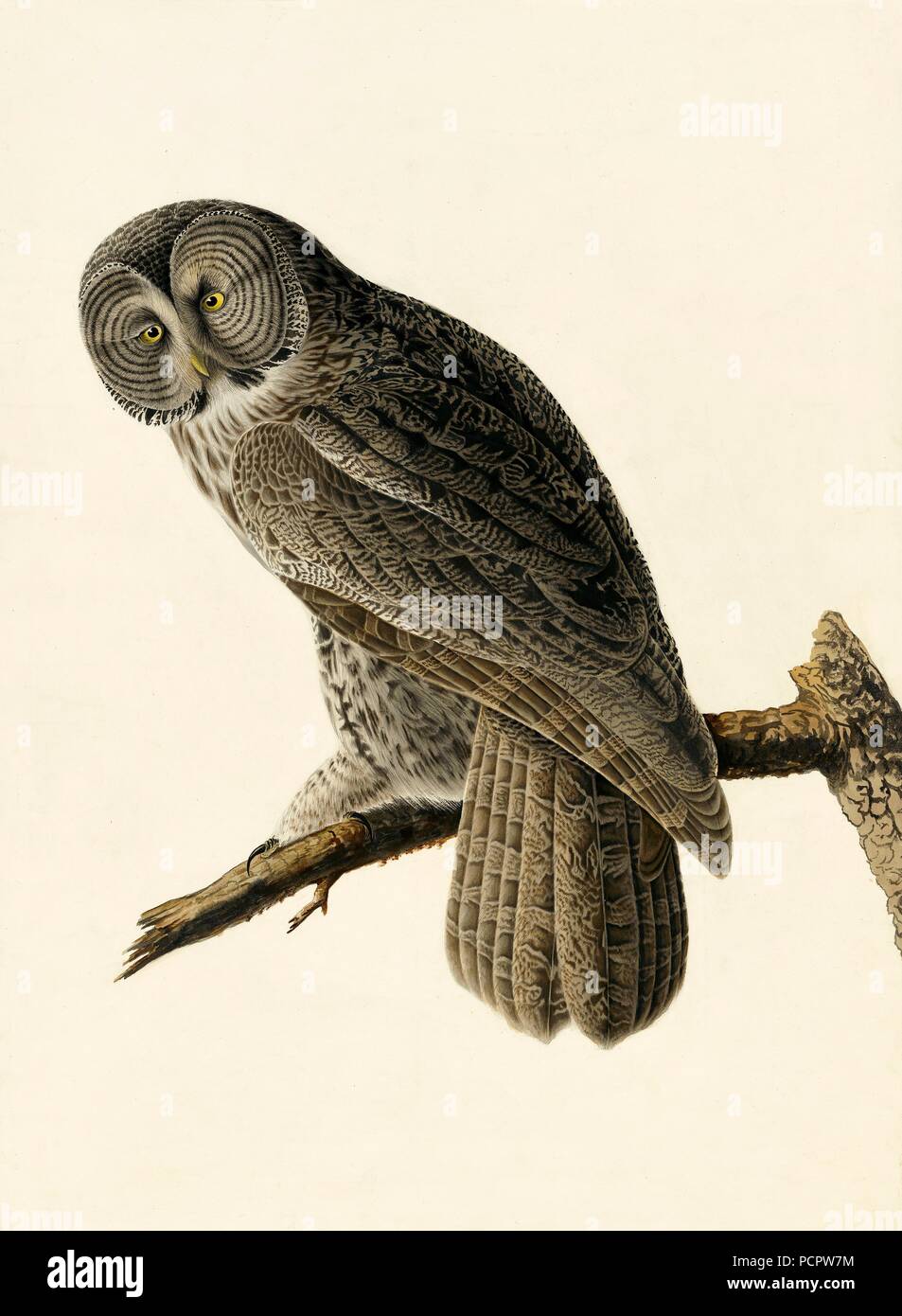 Grande Gufo Cinereous, Strix Nebulosa, 1845. Foto Stock