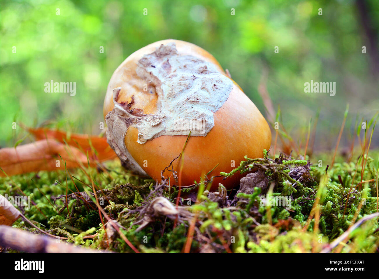 Amanita cesarea a forma di fungo presente sul terreno Foto Stock