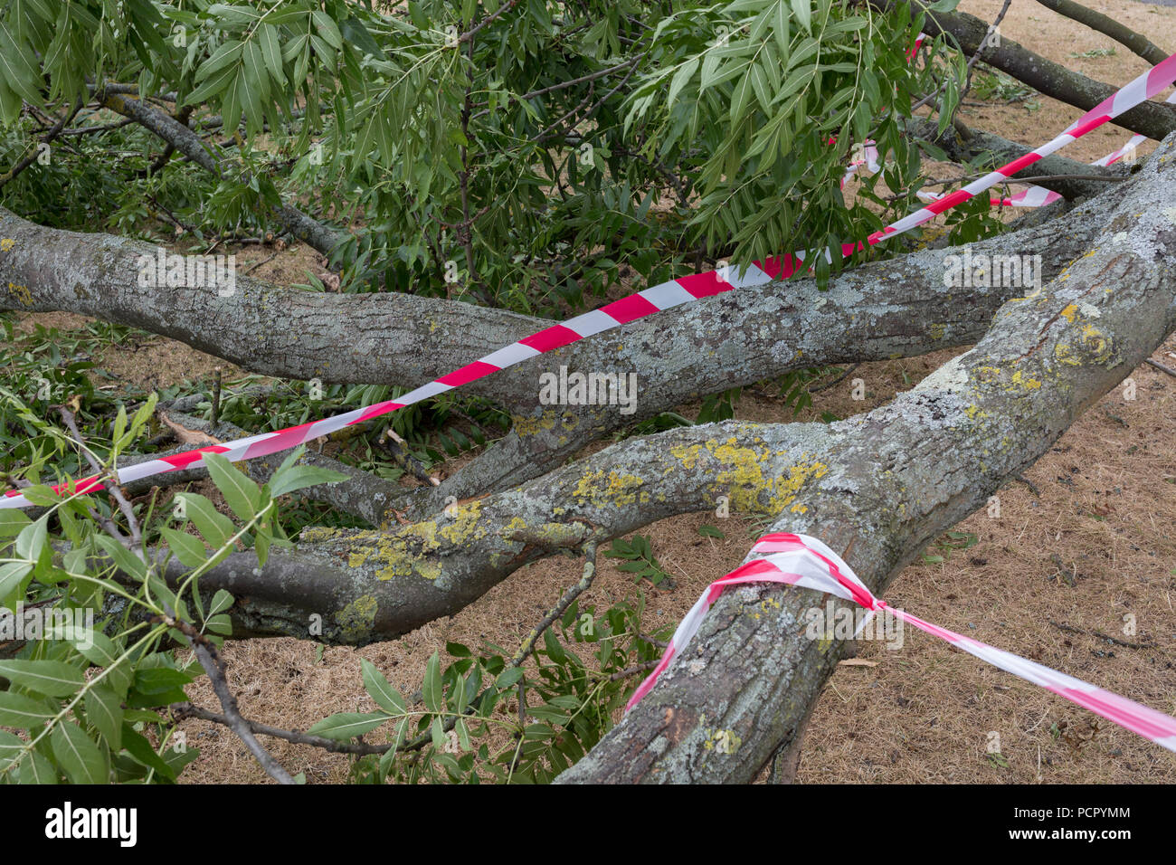 Luci di nastro è avvolto intorno a un grande ramo di un 100 anno-vecchio albero di cenere in piena foglia che come staccata e caduti durante la notte forti venti che seguì la canicola del Regno Unito che si è conclusa nel corso del fine settimana, il 29 luglio 2018, a Londra, in Inghilterra. Foto Stock