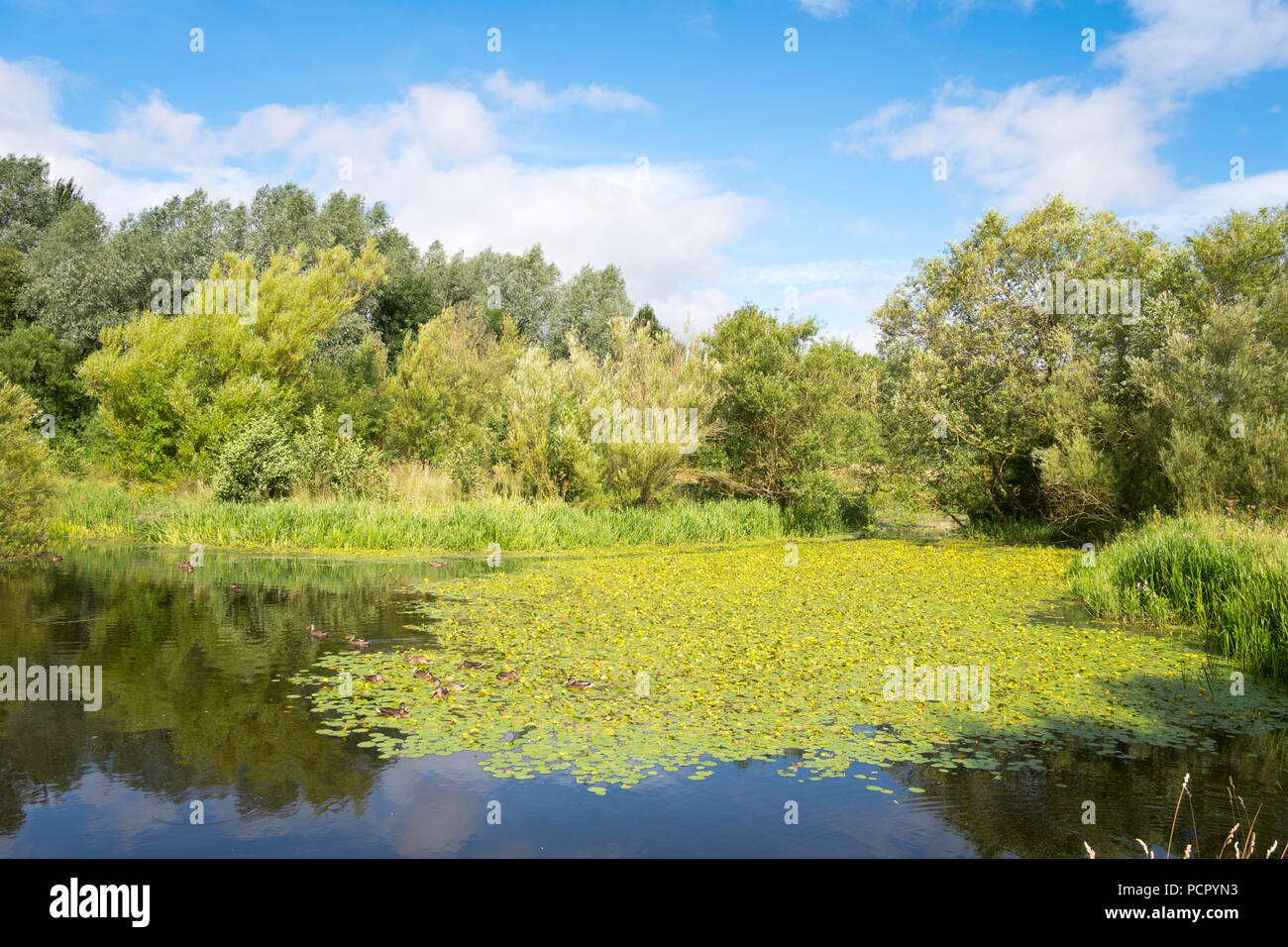 Un lago selvaggio con giallo water lilies (Nuphar lutea) in Tees Heritage Park, Stockton on Tees, England, Regno Unito Foto Stock