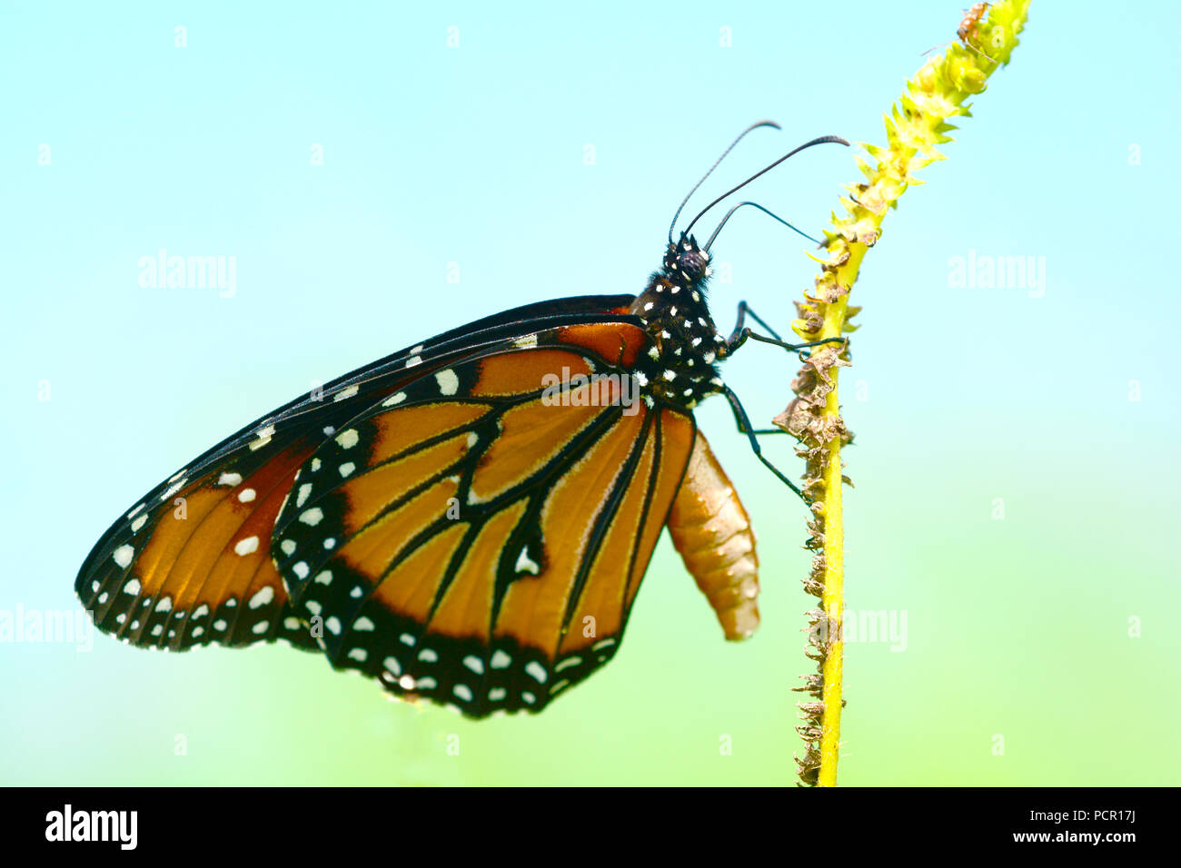 Close up della regina Butterfly (Danaus gilippus) appollaiato su un gambo di fiore Foto Stock