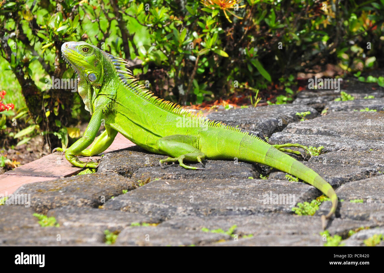 Bella e verde Iguana prendendo il sole in un percorso di giardino Foto Stock