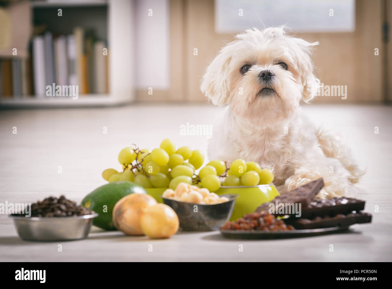 Little White cane maltese e ingredienti alimentari tossiche per lui Foto Stock