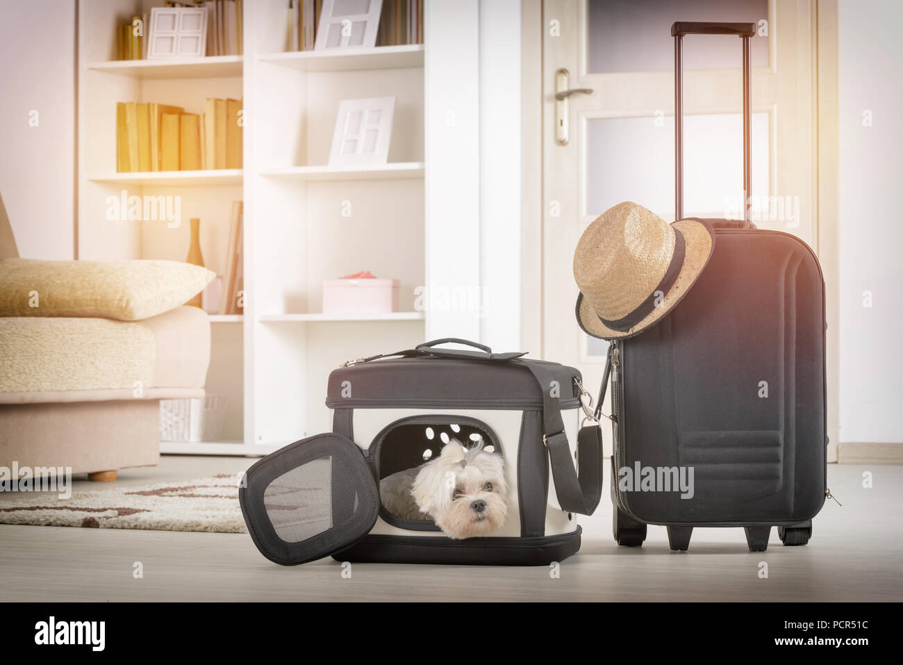 Piccolo Cane maltese seduto sul suo trasportatore o sacchetto e in attesa di un viaggio Foto Stock