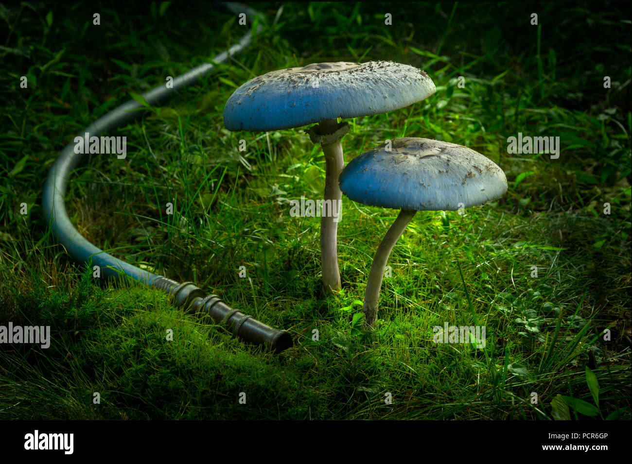 Funghi di grandi dimensioni durante la notte con tubo flessibile da giardino Foto Stock