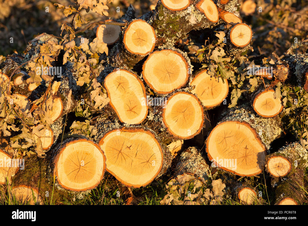 Pila di fresco tritato quercia rami illuminata dal caldo sole del pomeriggio. Foto Stock