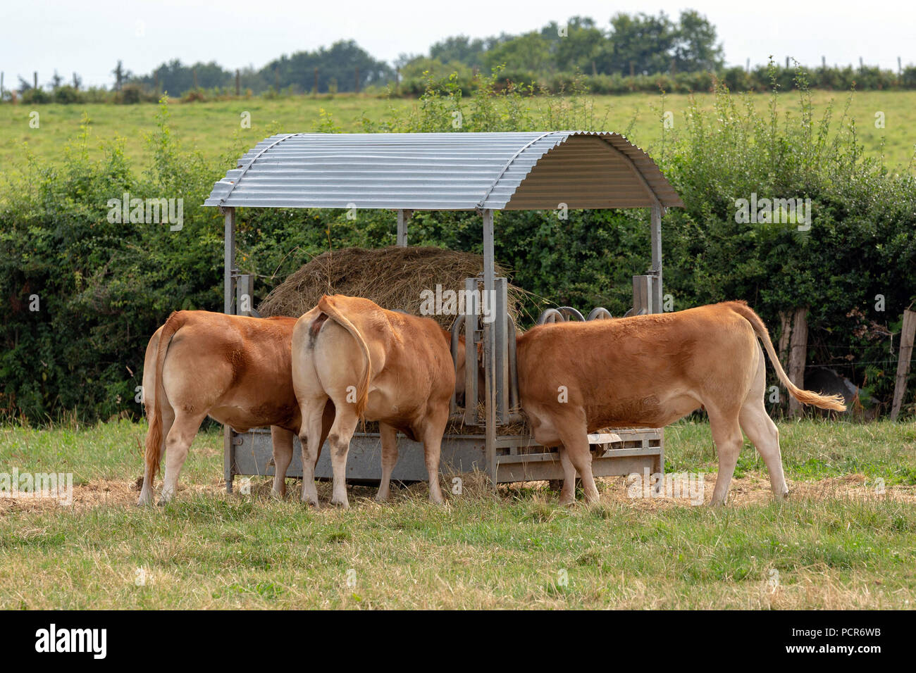Francia LIMOUSIN - Luglio 16, 2018: Limousin il bestiame mangia fieno da una coperta cornuto alimentatore di bestiame nel campo. Foto Stock