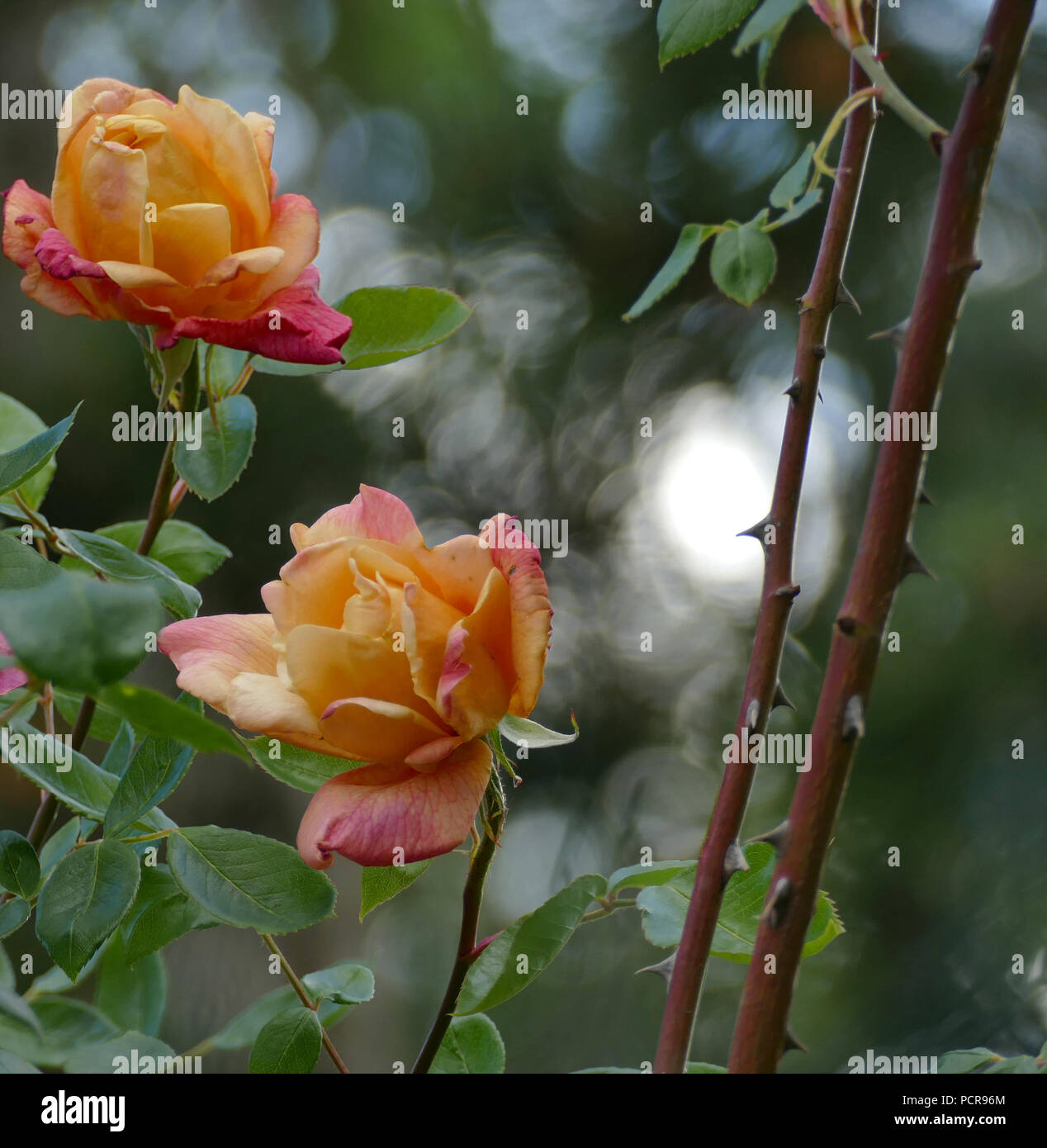 Due rose giallo Foto Stock
