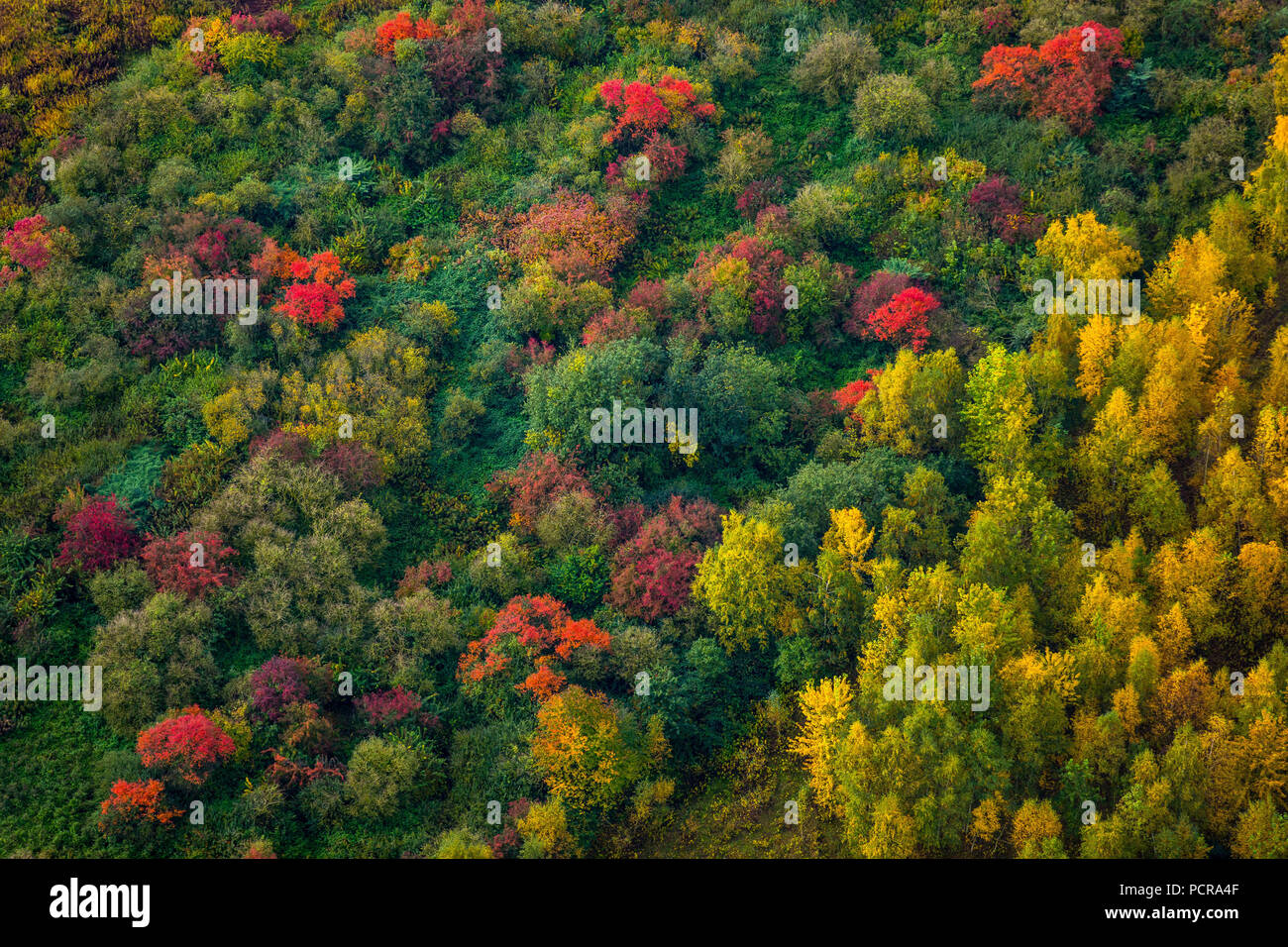 Le boccole colorate, foglie di autunno, boccole in autunno, rosso, giallo, verde boccole, Dortmund, la zona della Ruhr, Nord Reno-Westfalia, Germania Foto Stock