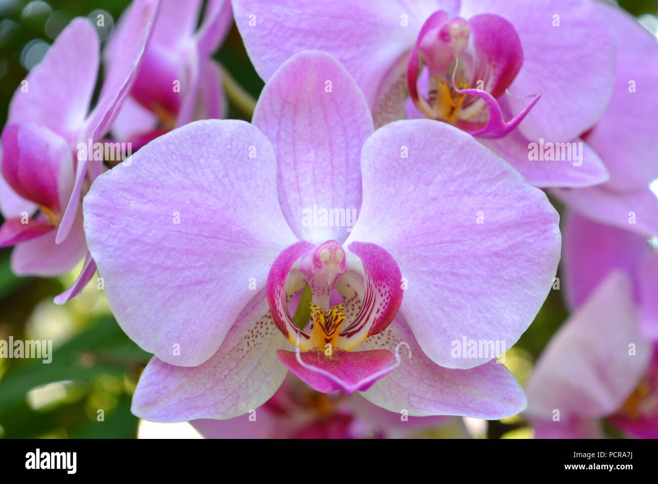 Phalaenopsis orchid in fiore, in un giardino di orchidee Foto Stock