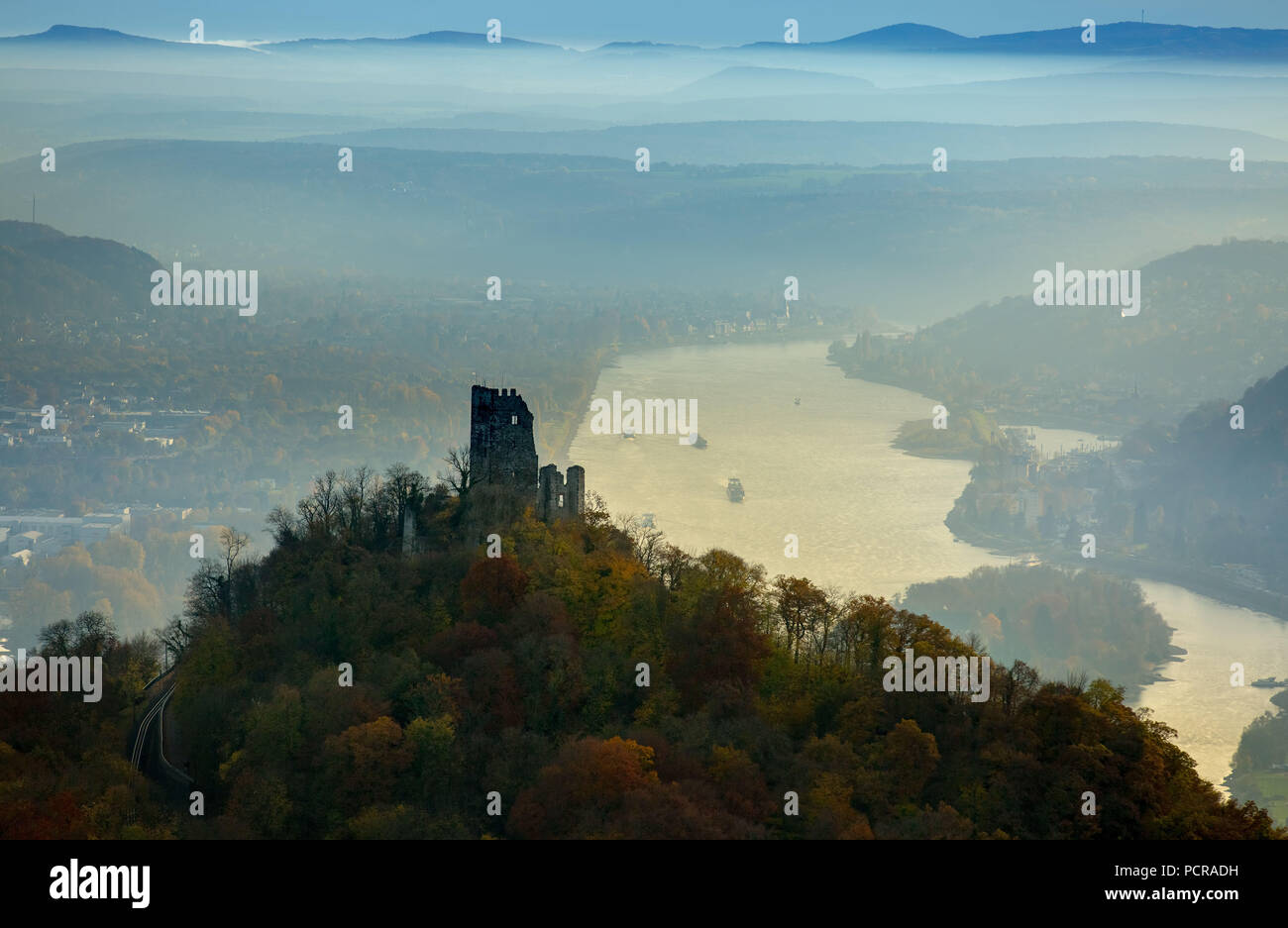 Rovina del castello Drachenfels nella parte anteriore del Reno bend, Valle del Reno, sul Reno e colorati di foglie di autunno, autunno foresta, Königswinter, Siebenbirge tra Königswinter e Bad Honnef, foglie di autunno, Nord Reno-Westfalia, Germania Foto Stock