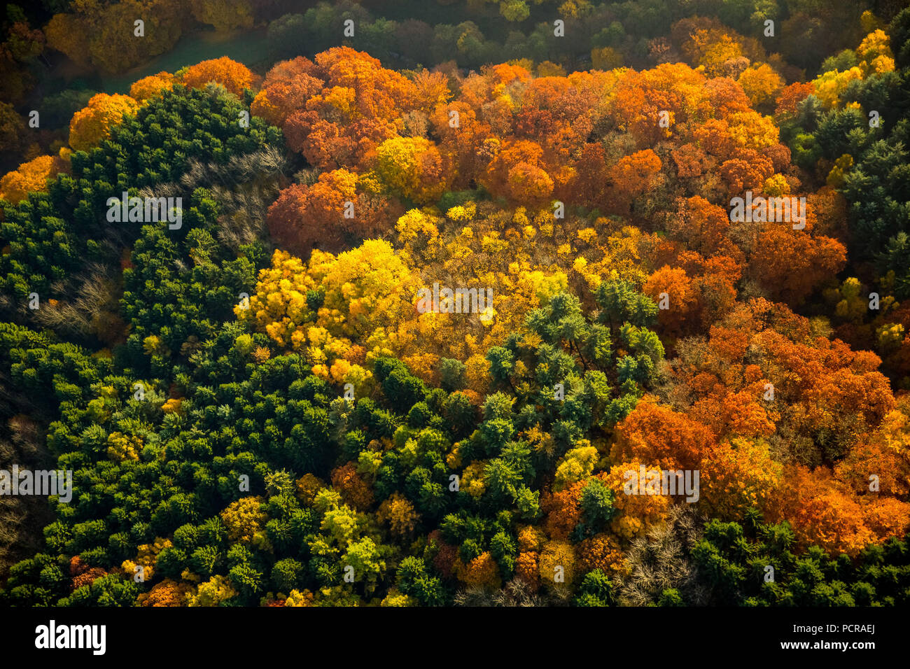 Witten-Bommern. Bommerholz con bosco di latifoglie e colorato Foglie di autunno, Witten, zona della Ruhr, Nord Reno-Westfalia, Germania Foto Stock