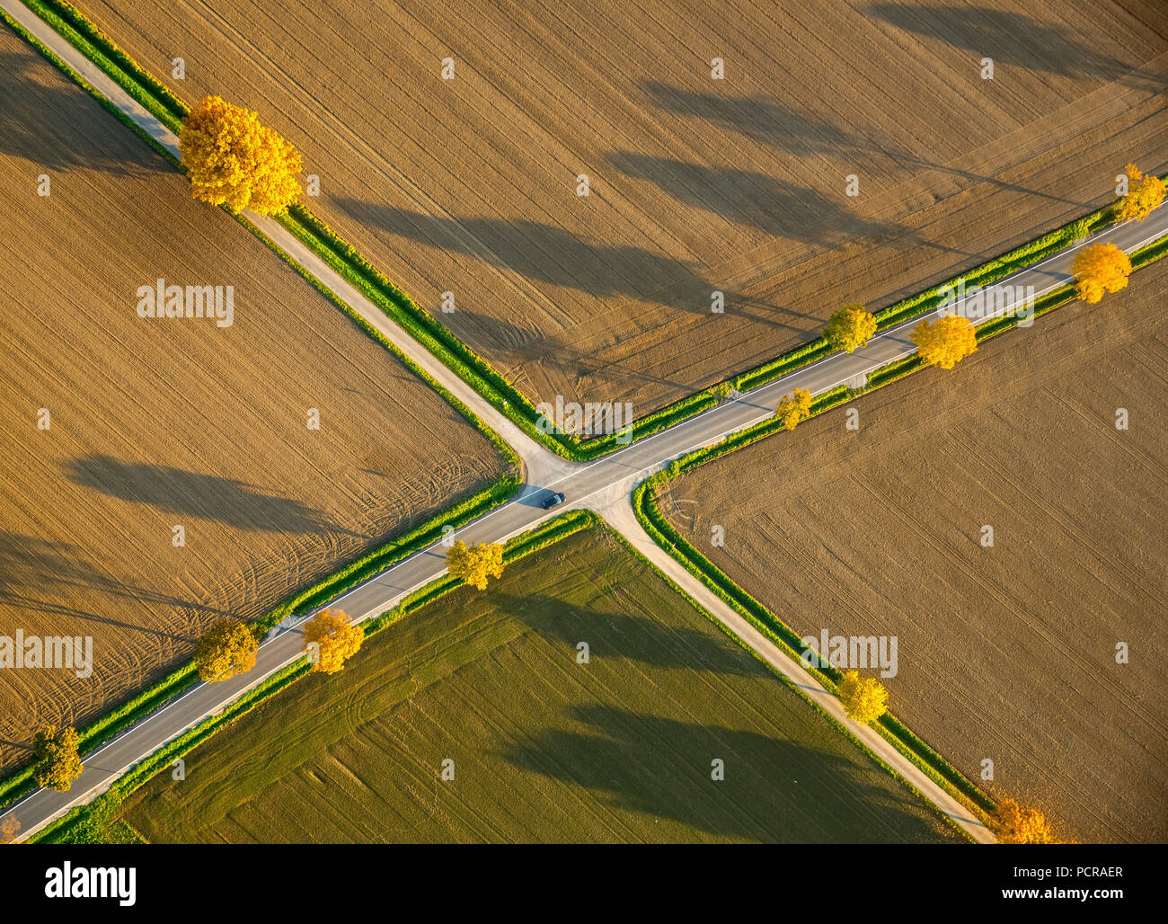 A forma di X nodo stradale a forma di X avenue, X, ad angolo retto, di attraversamento di alberi decidui. Il fogliame di autunno, lunghe ombre, campi shining fogliame, zona della Ruhr, Hamm, Nord Reno-Westfalia, Germania Foto Stock