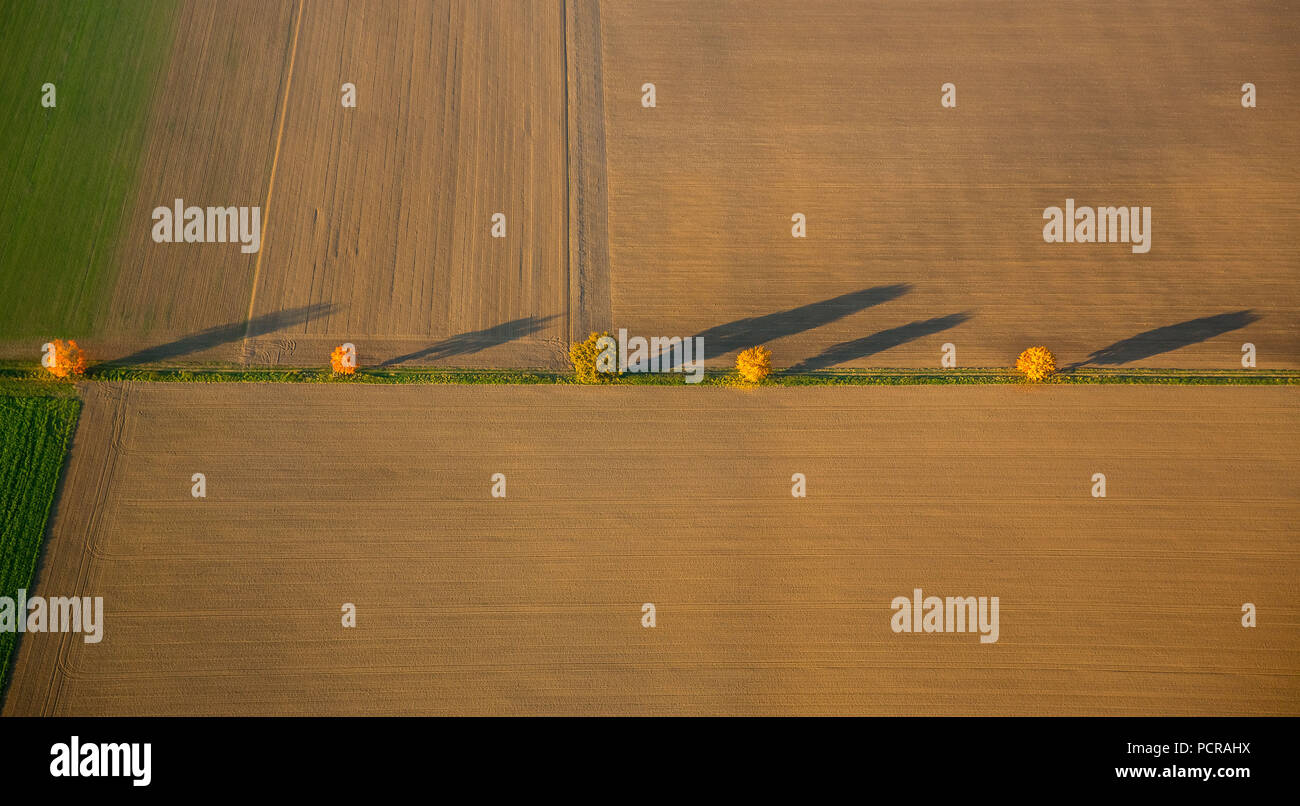 Albero di avvolgimento avenue tra i campi con alberi a foglie di autunno e lunghe ombre, lucente fogliame, Werl, Nord Reno-Westfalia, Germania Foto Stock