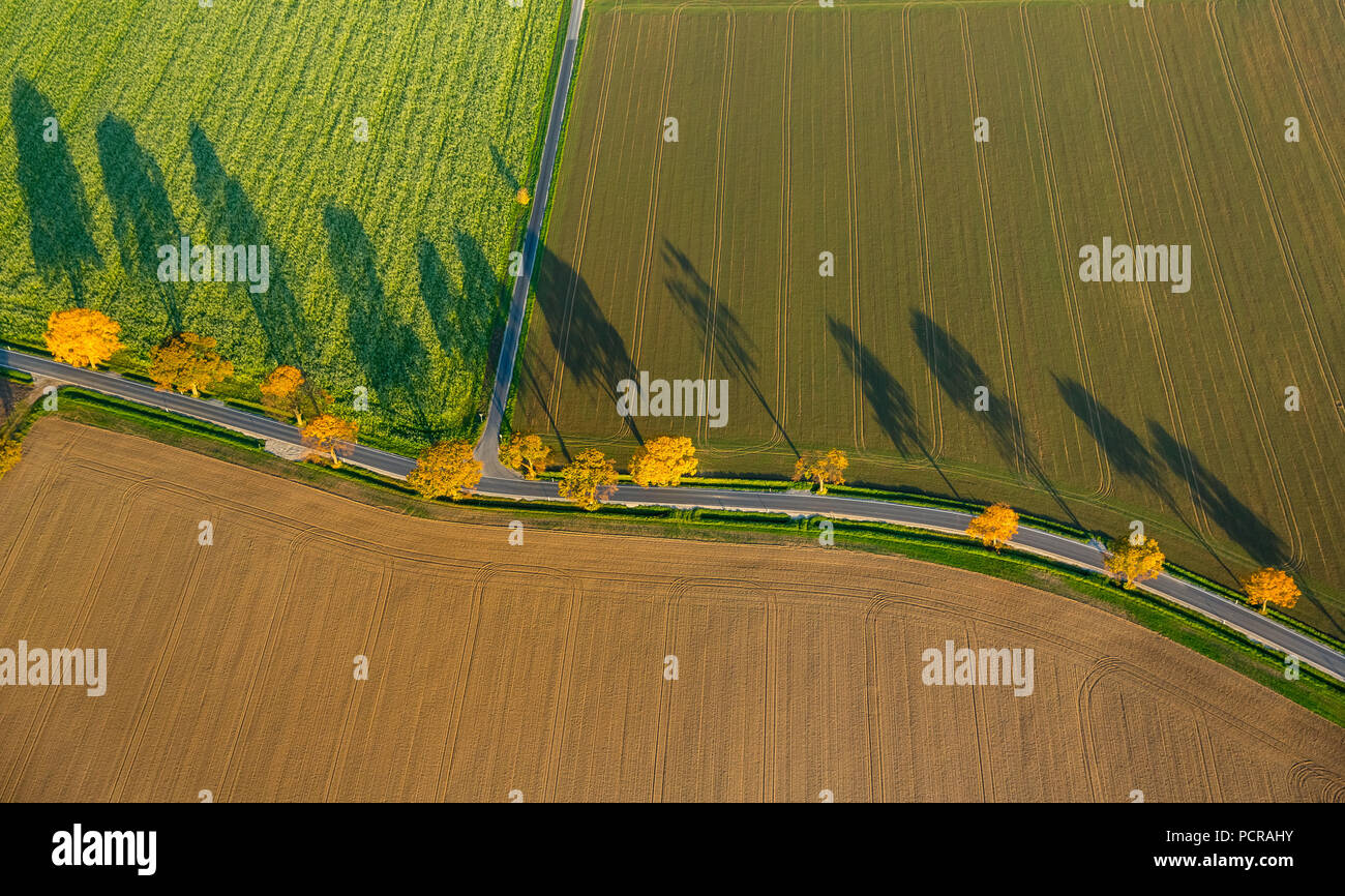 Albero di avvolgimento avenue tra i campi con alberi a foglie di autunno e lunghe ombre, lucente fogliame, Werl, Nord Reno-Westfalia, Germania Foto Stock