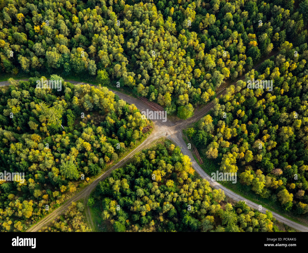 Strada forestale incrocio vicino Waldstraße nella foresta Arnsberger, bosco di latifoglie, Meschede, Sauerland, Nord Reno-Westfalia, Germania Foto Stock