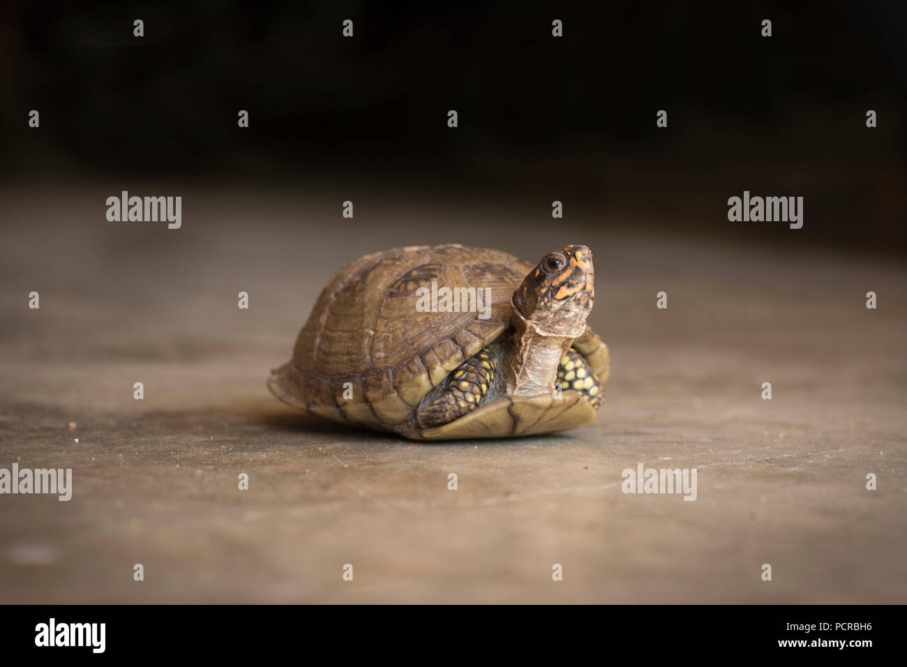 Questa casella tartaruga è venuta fuori il suo guscio Foto Stock