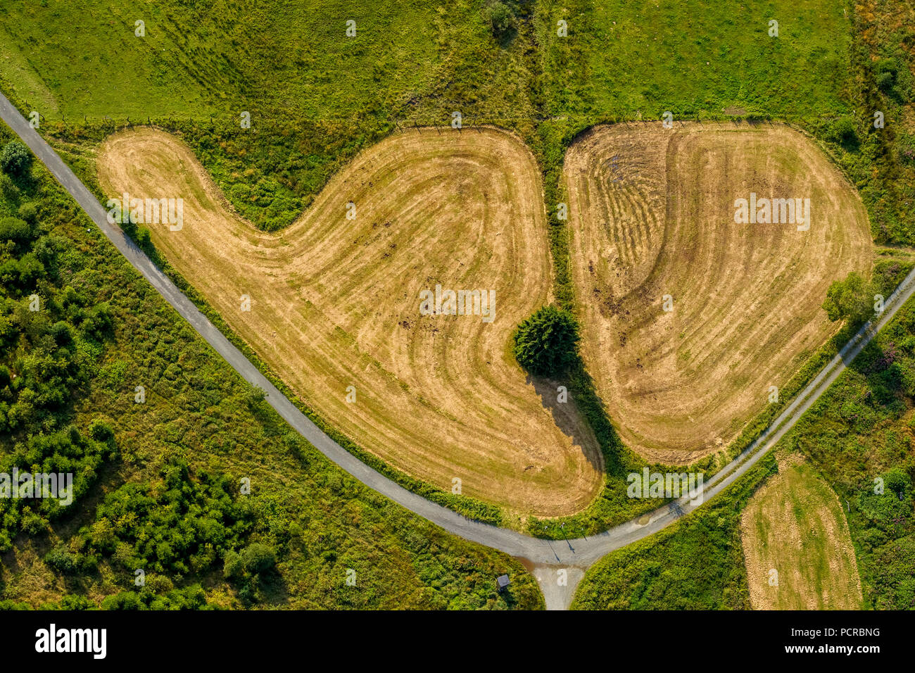 A forma di rene campo rasata, sotto forma di un rene, Winterberg Hochsauerland, (quartiere), Nord Reno-Westfalia, Germania Foto Stock