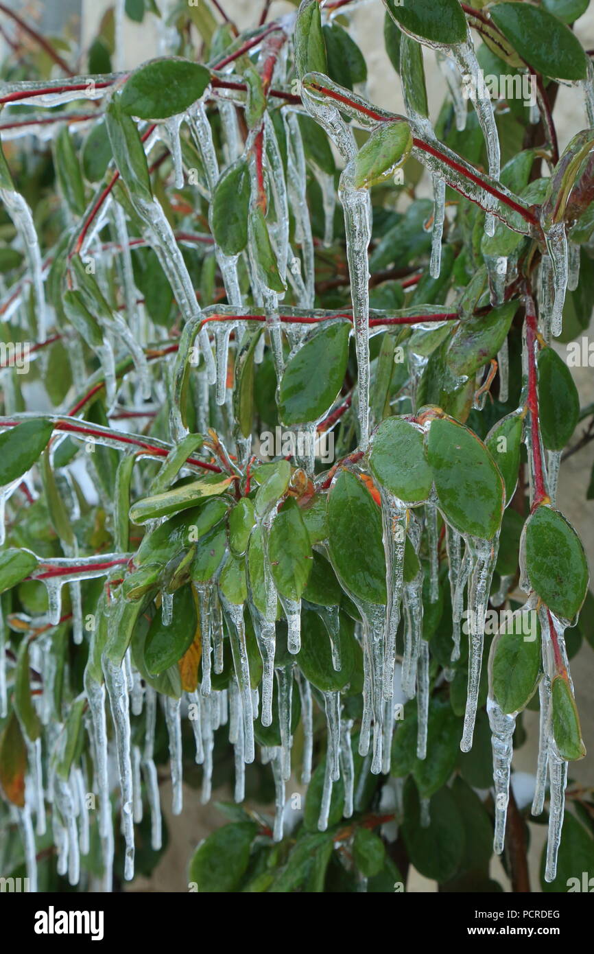 Foglie di piante di coperte di ghiaccioli Foto Stock