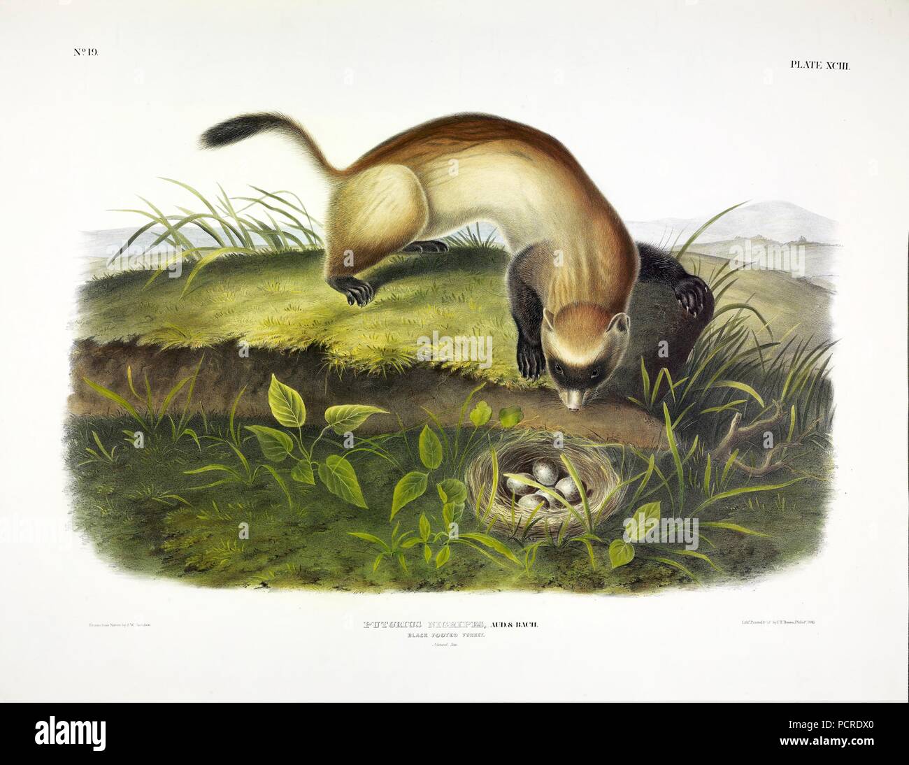 Nero Footed Ferret, Putorius Nigripes, 1845. Foto Stock