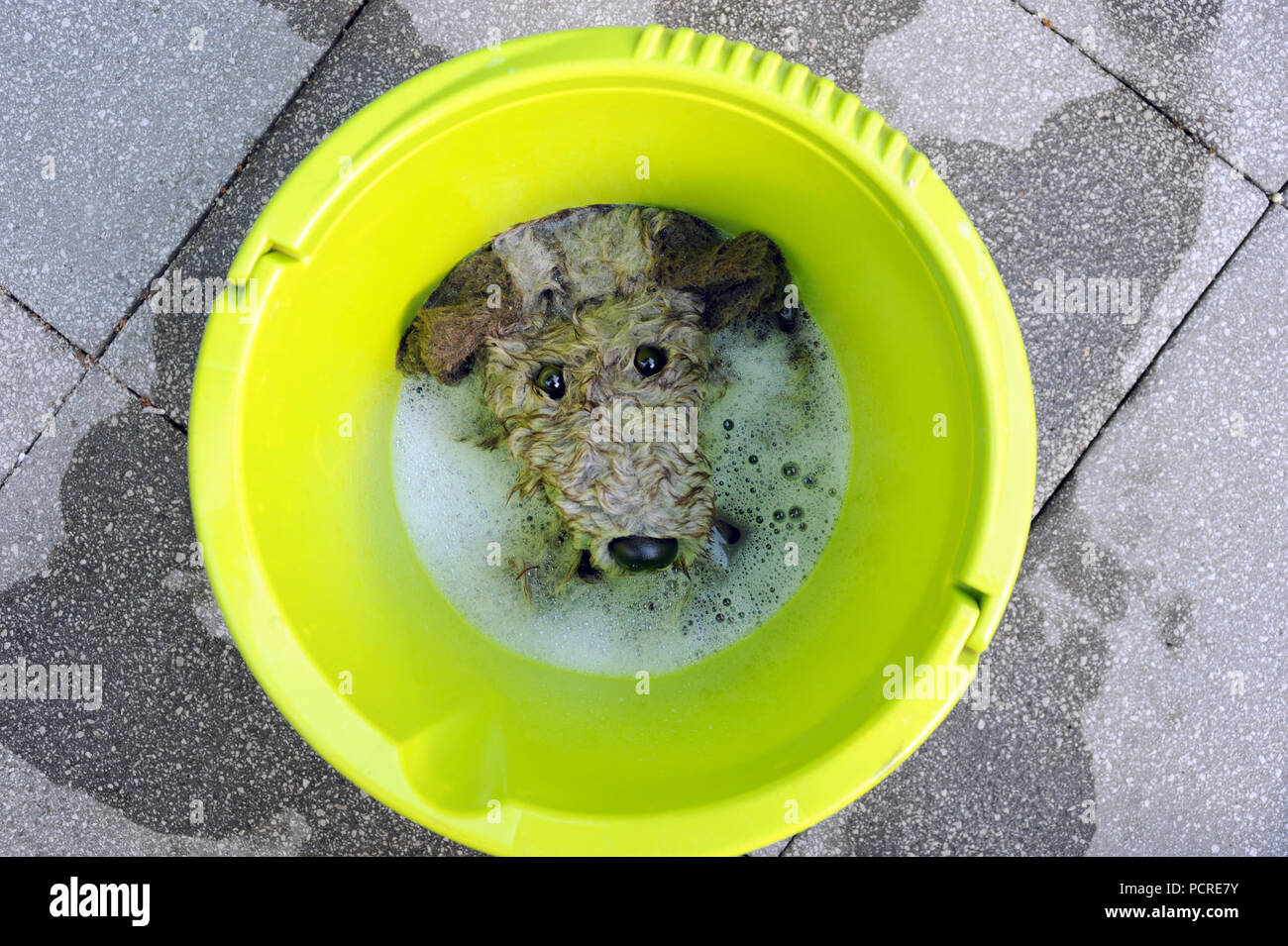 SOFT cane giocattolo essendo lavato nel secchio ri giocattoli per bambini il lavaggio pulire i germi di pulizia immunità salute IMMUNE REGNO UNITO Foto Stock