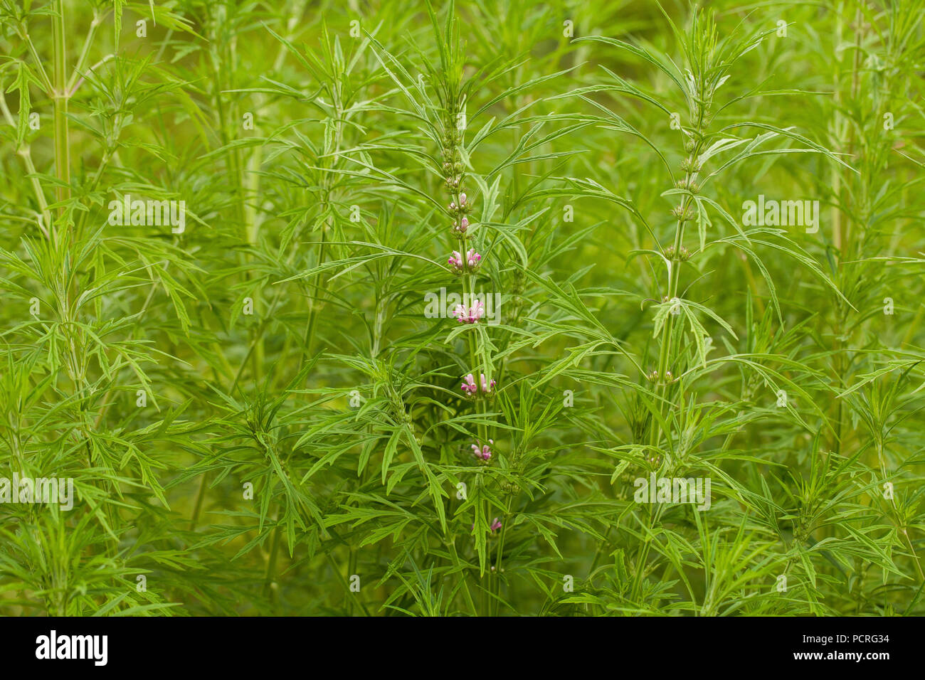 Leonurus sibiricus, comunemente chiamato honeyweed o motherwort siberiano, è una pianta erbacea specie originaria della Cina, Mongolia e Siberia.It viene utilizzato Foto Stock