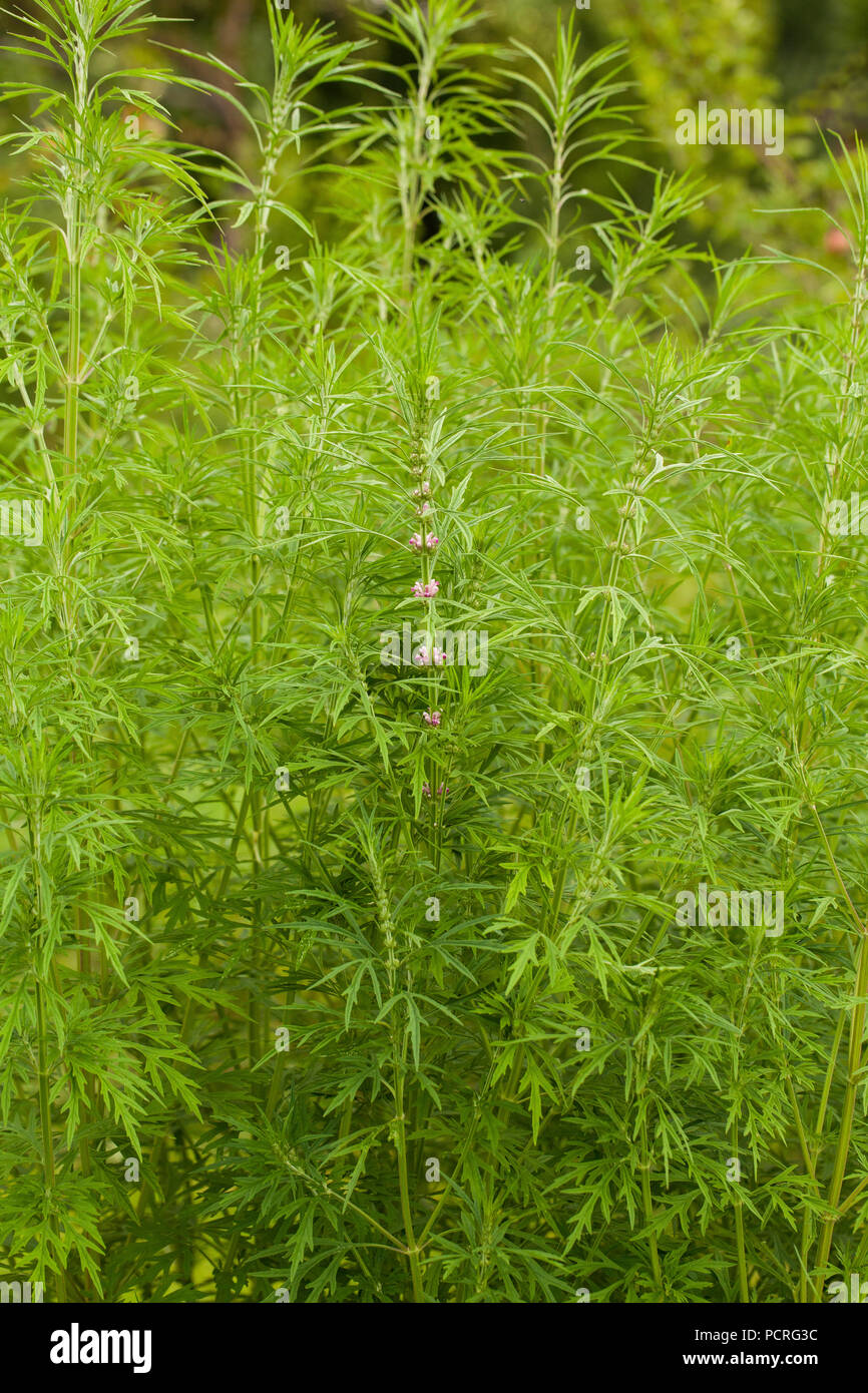 Leonurus sibiricus, comunemente chiamato honeyweed o motherwort siberiano, è una pianta erbacea specie originaria della Cina, Mongolia e Siberia.It viene utilizzato Foto Stock