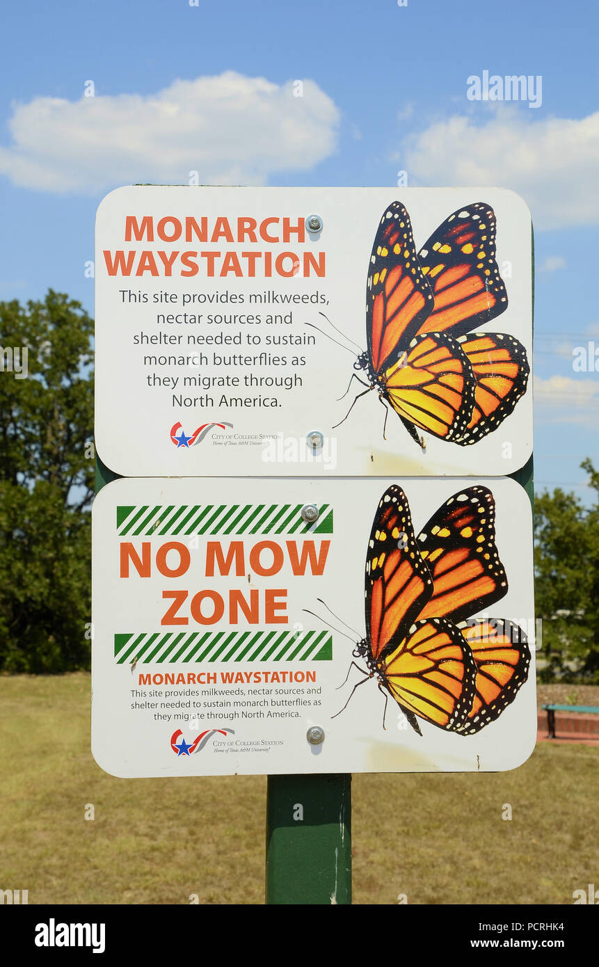 La Monarch Waystation e nessuna zona di tosatura fornendo milkweed nettare nel suo habitat naturale di farfalle monarca come questi migrano verso il Messico dagli Stati Uniti Foto Stock