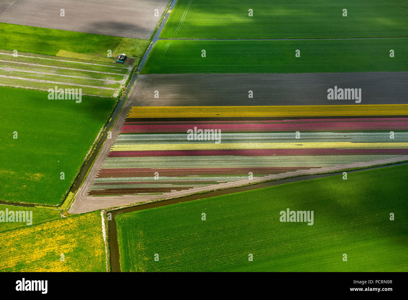 Campi di Tulipani, agricoltura, coloratissimi campi di tulipani, Tulipani (lat.Tulipa), fiori ornamentali, Avenhorn, Olanda, North Holland, Paesi Bassi, Europa Foto Stock