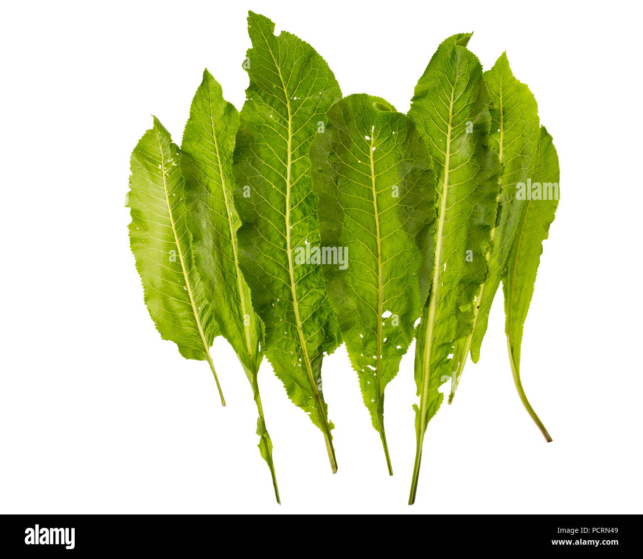 Condimento di rafano isolati su sfondo bianco Foto Stock